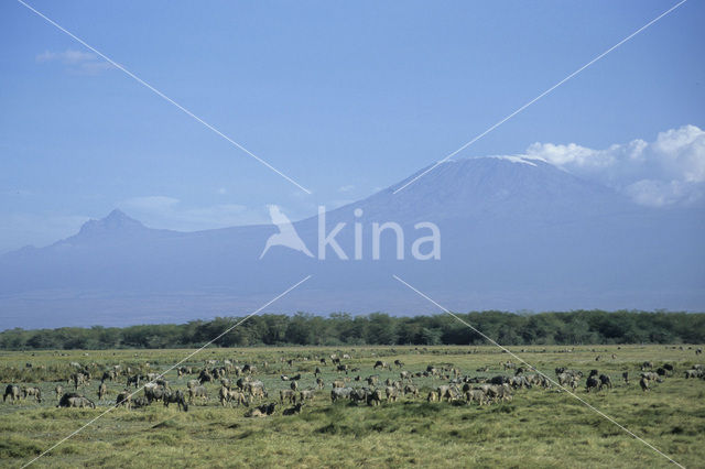 Blue Wildebeest (Connochaetes taurinus)