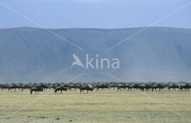 Blue Wildebeest (Connochaetes taurinus)