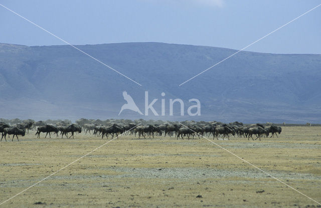 Blue Wildebeest (Connochaetes taurinus)