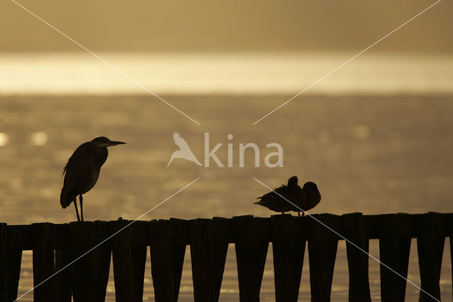 Blauwe Reiger (Ardea cinerea)