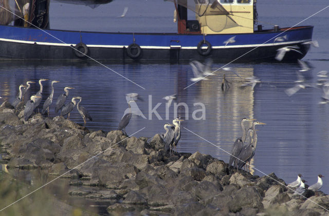 Grey Heron (Ardea cinerea)