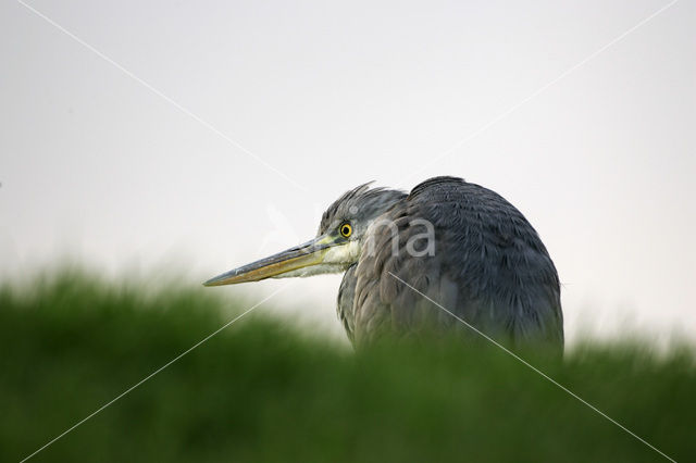 Blauwe Reiger (Ardea cinerea)