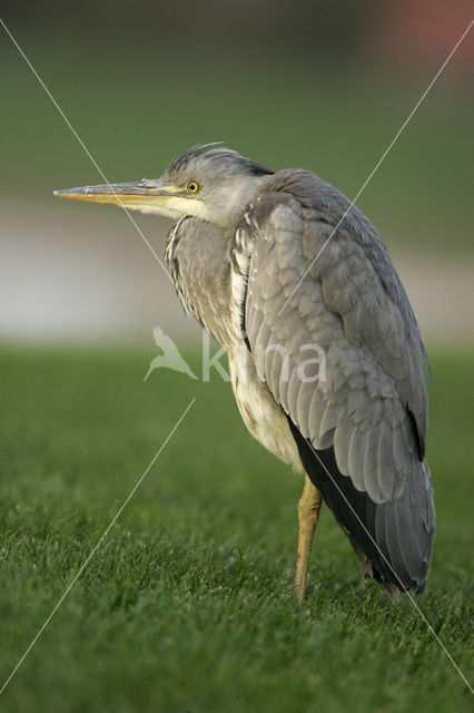 Grey Heron (Ardea cinerea)