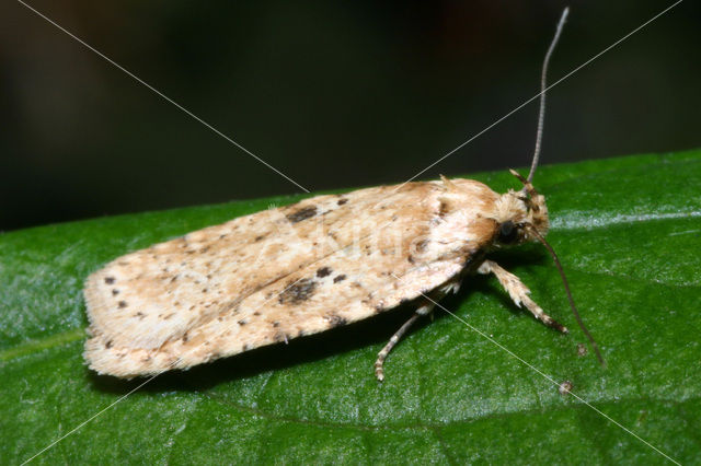 Brindled Flat-body (Agonopterix arenella)