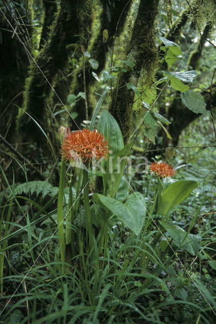 Bloedlelie (Scadoxus multiflorus)