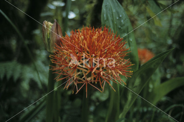 Catherine wheel (Scadoxus multiflorus)
