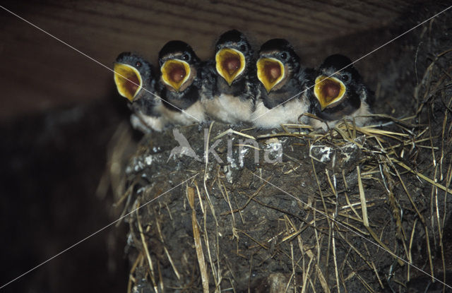 Barn Swallow (Hirundo rustica)