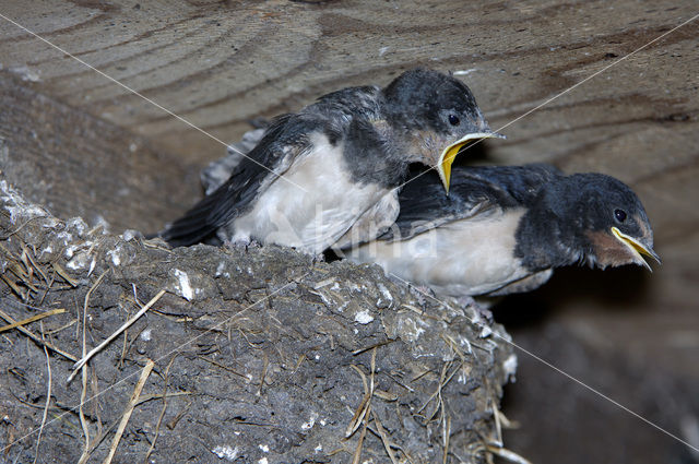 Boerenzwaluw (Hirundo rustica)