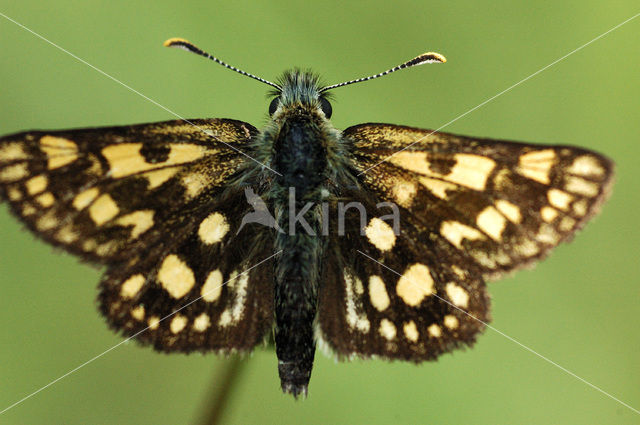 Bont dikkopje (Carterocephalus palaemon)