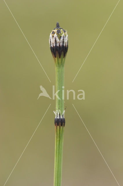 Bonte paardenstaart (Equisetum variegatum)