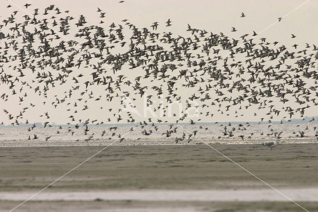 Bonte Strandloper (Calidris alpina)