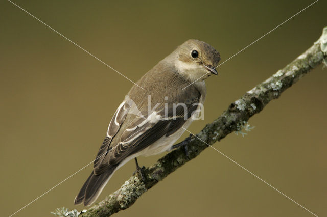 European Pied Flycatcher (Ficedula hypoleuca)