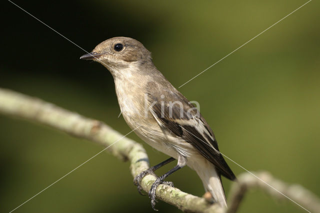 Bonte Vliegenvanger (Ficedula hypoleuca)