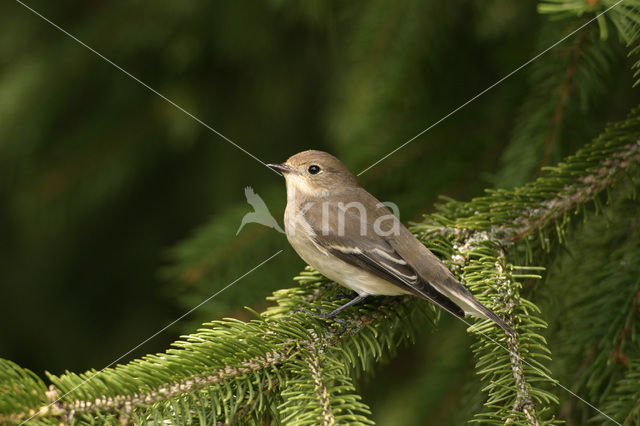 Bonte Vliegenvanger (Ficedula hypoleuca)