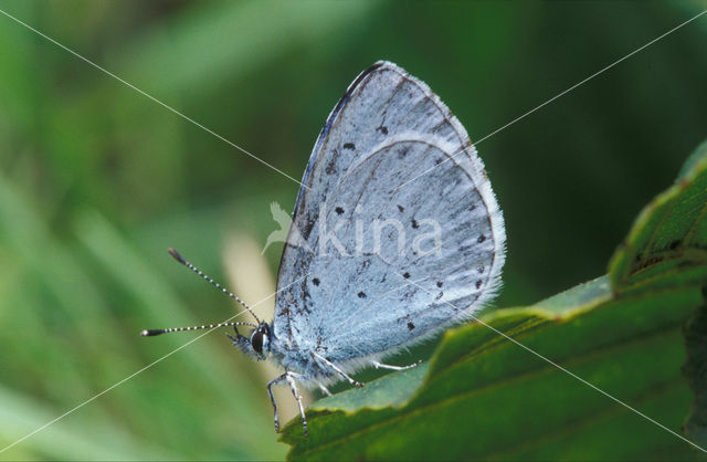 Boomblauwtje (Celastrina argiolus)