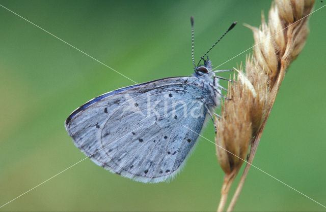 Holly Blue (Celastrina argiolus)