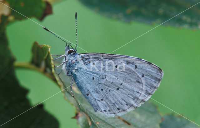 Holly Blue (Celastrina argiolus)