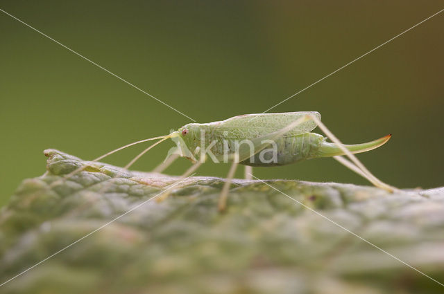 Oak Bush-cricket (Meconema thalassinum)