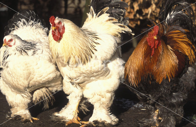 Brahma kip (Gallus gallus brahma)