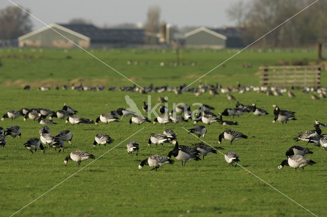 Barnacle Goose (Branta leucopsis)