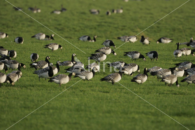 Barnacle Goose (Branta leucopsis)