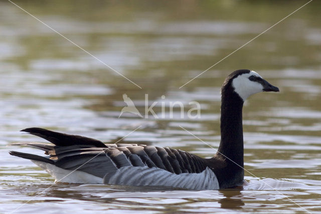 Brandgans (Branta leucopsis)