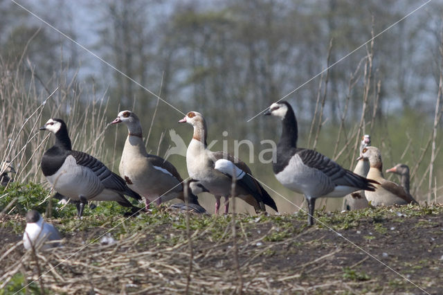 Brandgans (Branta leucopsis)