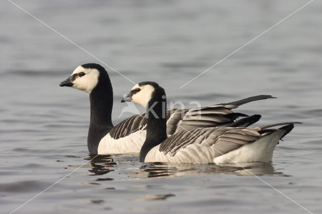 Brandgans (Branta leucopsis)