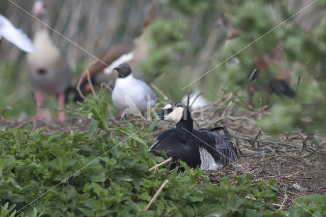 Brandgans (Branta leucopsis)