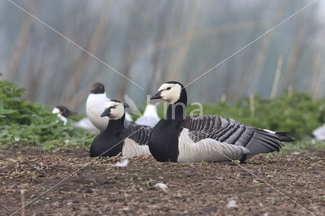 Barnacle Goose (Branta leucopsis)