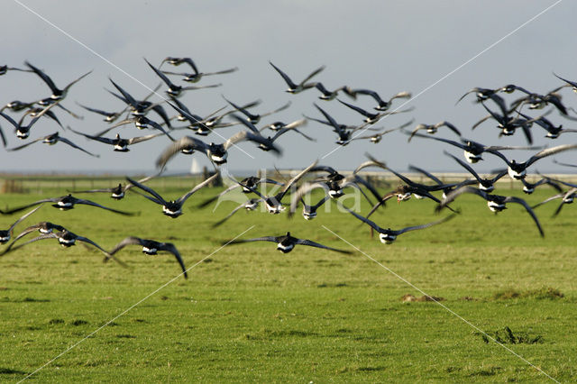 Barnacle Goose (Branta leucopsis)