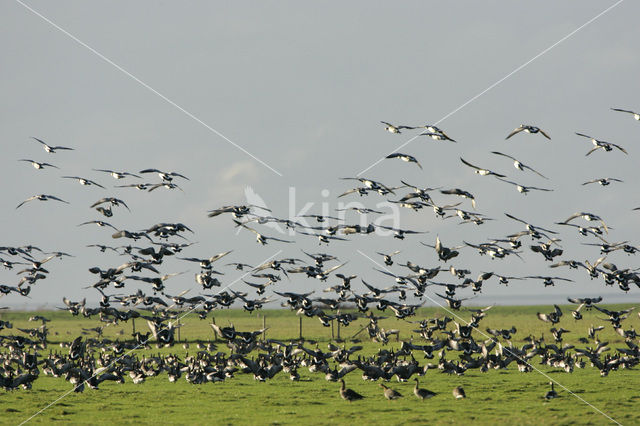 Barnacle Goose (Branta leucopsis)