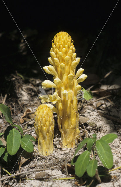 Broomrape (Orobanche spec)