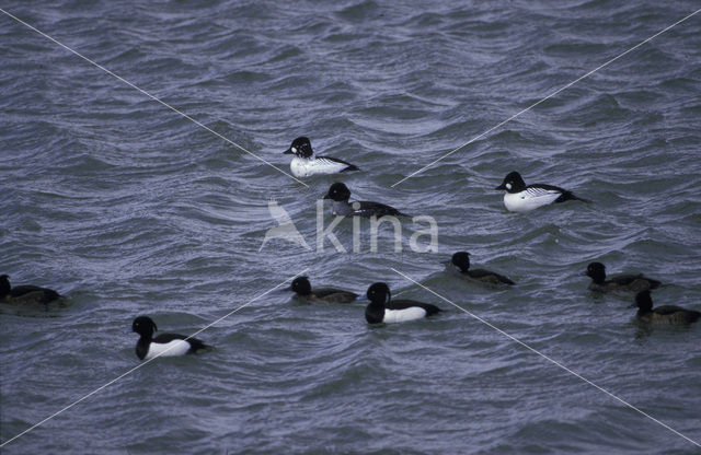 Common Goldeneye (Bucephala clangula)