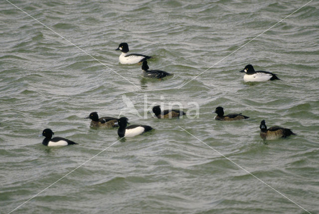 Common Goldeneye (Bucephala clangula)