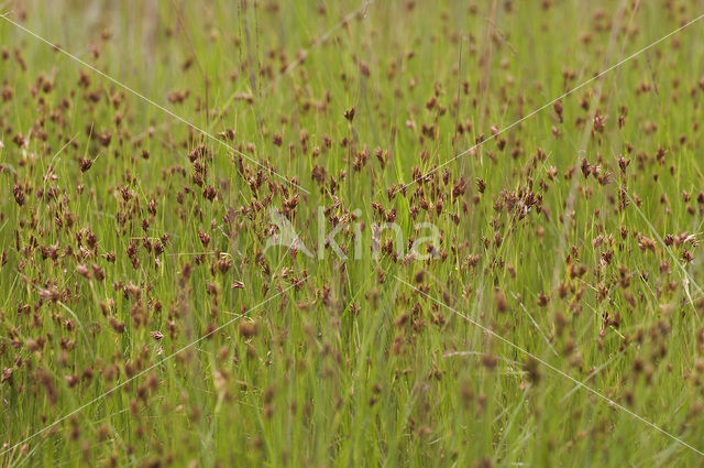 Bruine snavelbies (Rhynchospora fusca)