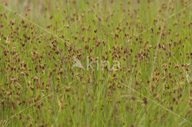 Brown Beak-sedge (Rhynchospora fusca)