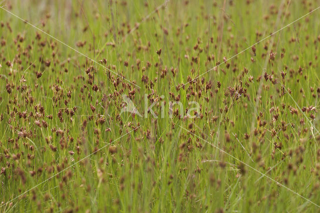 Brown Beak-sedge (Rhynchospora fusca)