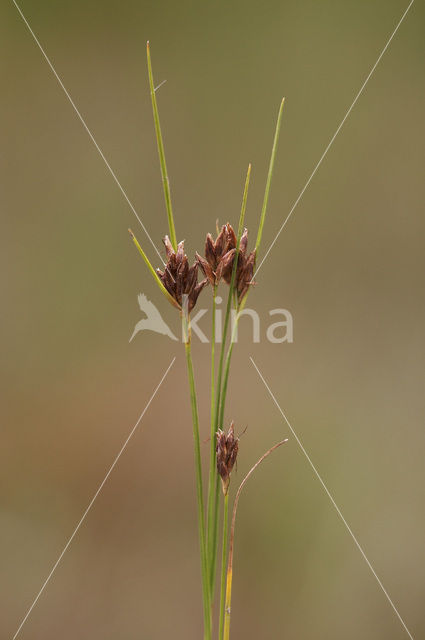 Bruine snavelbies (Rhynchospora fusca)