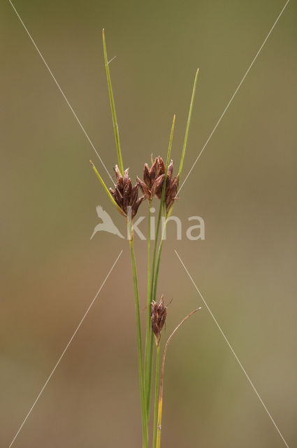 Brown Beak-sedge (Rhynchospora fusca)