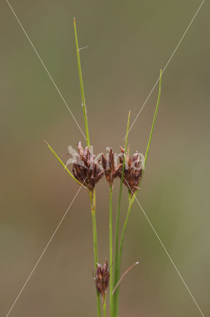 Bruine snavelbies (Rhynchospora fusca)