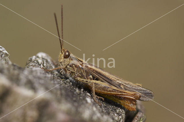 Bruine sprinkhaan (Chorthippus brunneus)