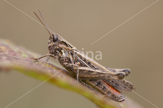 Bruine sprinkhaan (Chorthippus brunneus)