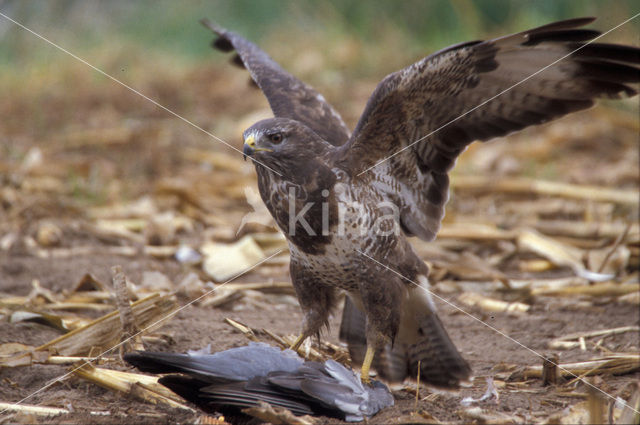 Common Buzzard (Buteo buteo)