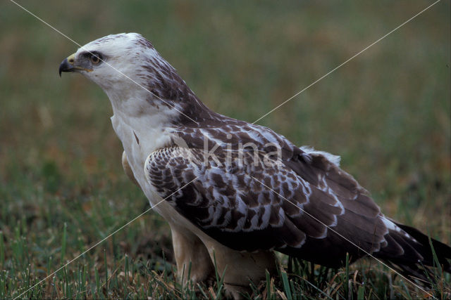 Common Buzzard (Buteo buteo)