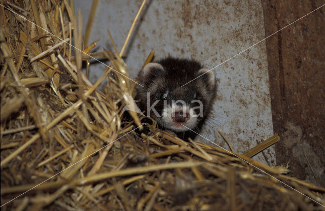 Polecat (Mustela putorius)