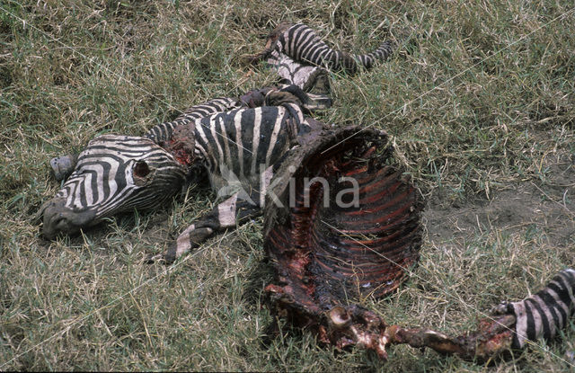 Burchell's zebra (Equus burchellii)