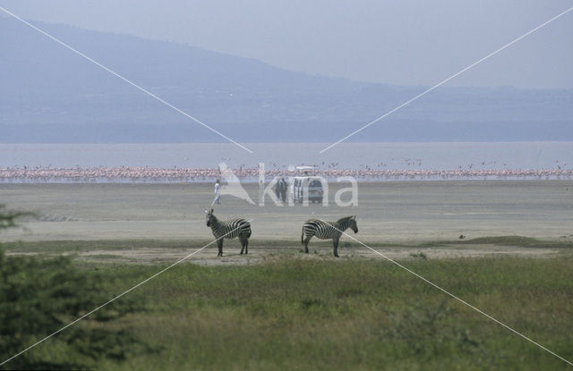 Burchell's zebra (Equus burchellii)