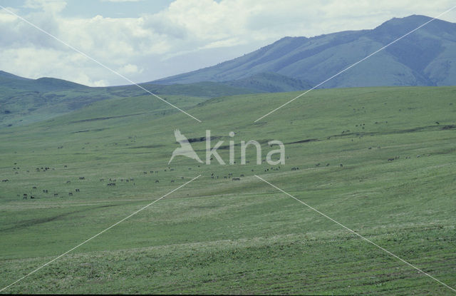 Burchell's zebra (Equus burchellii)