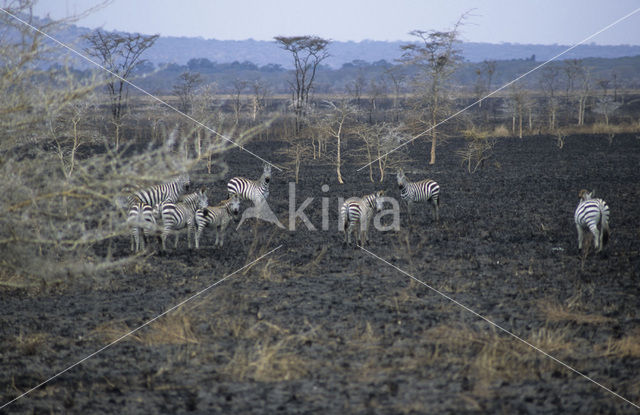 Burchell's zebra (Equus burchellii)